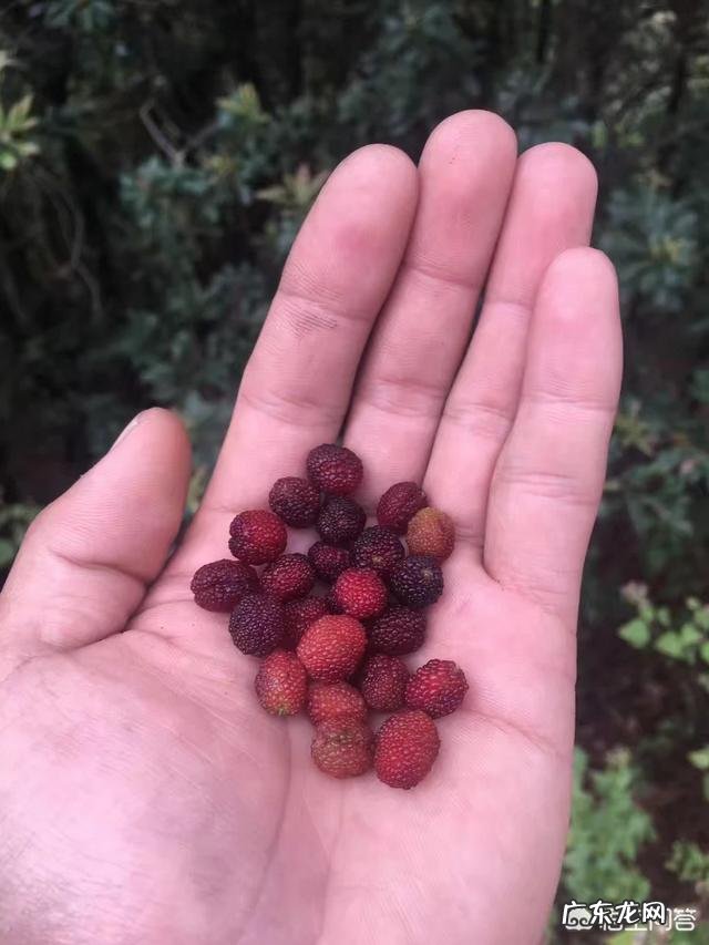 在农村你吃过哪些味道鲜美的野果子?