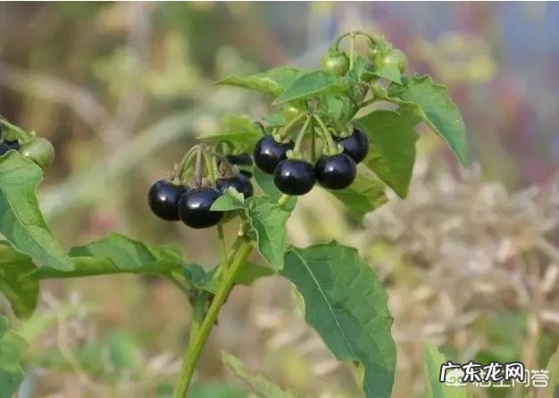 在农村你吃过哪些味道鲜美的野果子?