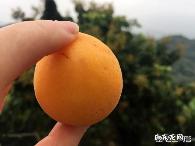 在农村你吃过哪些味道鲜美的野果子?