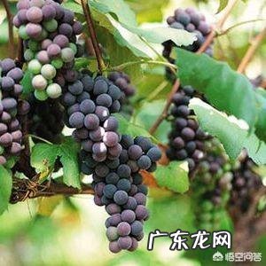 在农村你吃过哪些味道鲜美的野果子?