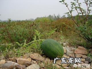 在农村你吃过哪些味道鲜美的野果子?