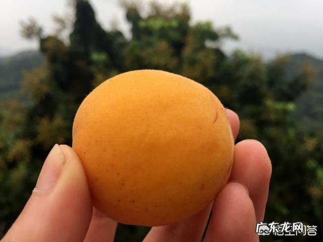 在农村你吃过哪些味道鲜美的野果子?