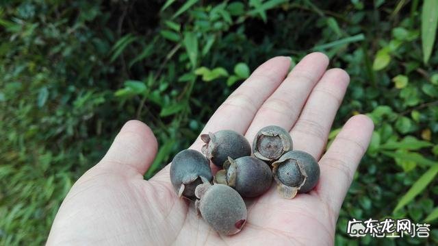 在农村你吃过哪些味道鲜美的野果子?