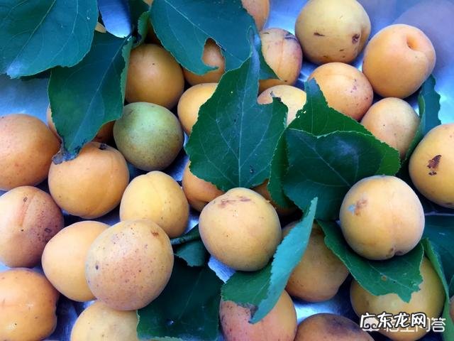 在农村你吃过哪些味道鲜美的野果子?