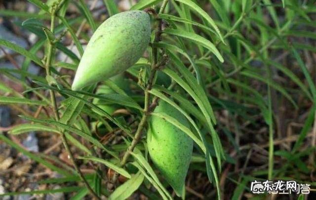 在农村你吃过哪些味道鲜美的野果子?