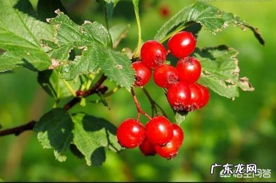 在农村你吃过哪些味道鲜美的野果子?