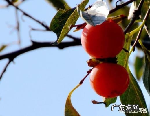 在农村你吃过哪些味道鲜美的野果子?