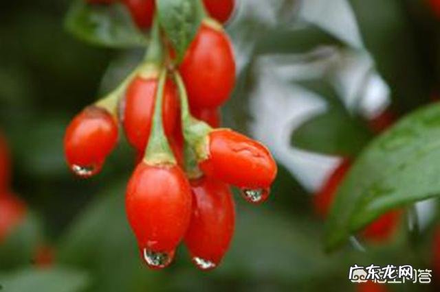 在农村你吃过哪些味道鲜美的野果子?