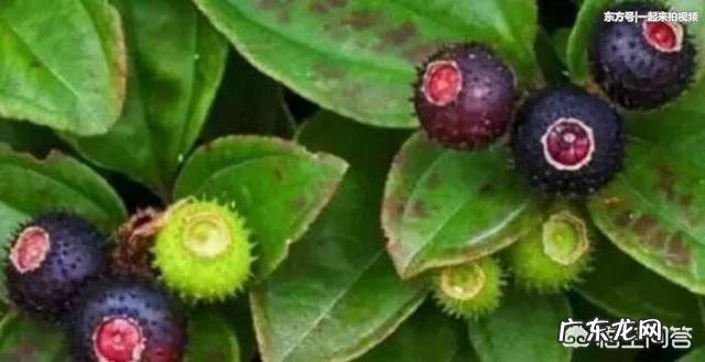 在农村你吃过哪些味道鲜美的野果子?