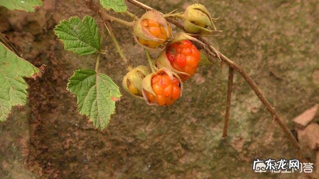 在农村你吃过哪些味道鲜美的野果子?