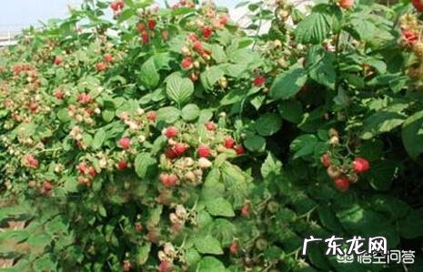 在农村你吃过哪些味道鲜美的野果子?