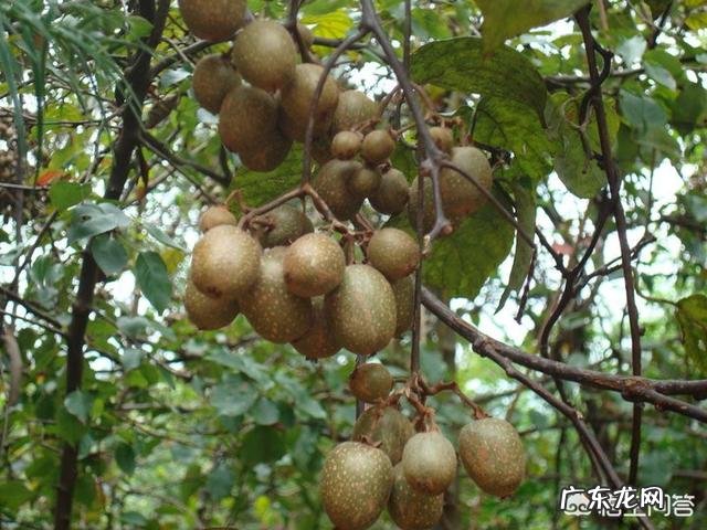 在农村你吃过哪些味道鲜美的野果子?