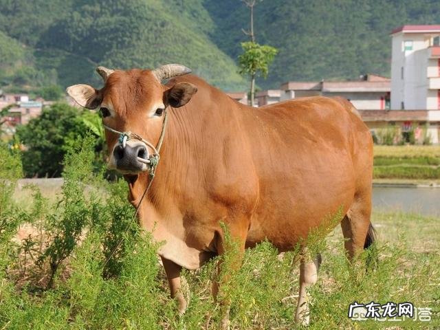 古代人七夕节会送些什么礼物？