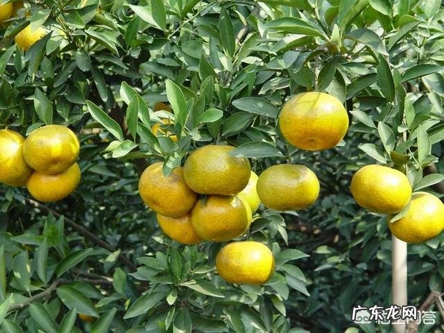 什么颜色的陈皮好?