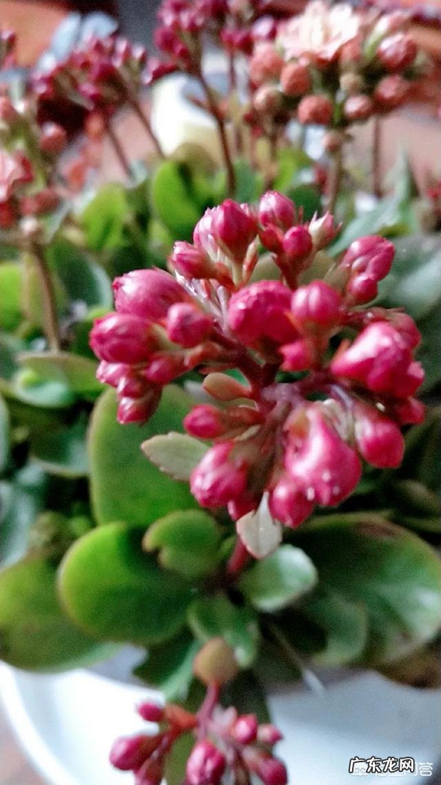 长寿花掐尖下来的小苗扦插已半个月了，往后要怎么养护？