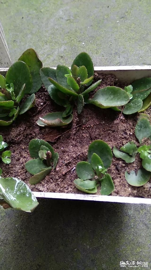 长寿花掐尖下来的小苗扦插已半个月了，往后要怎么养护？