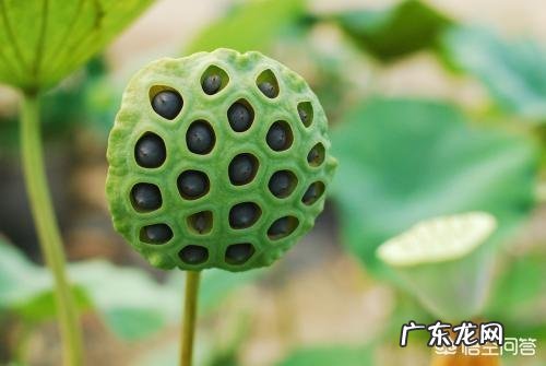 冰糖炖莲子有什么好处?