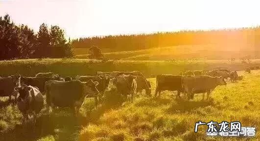 选奶粉有什么要注意的,什么牌子的婴幼儿配方奶粉好呢?