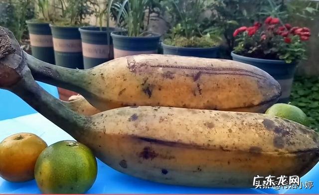 生香蕉怎样催熟？