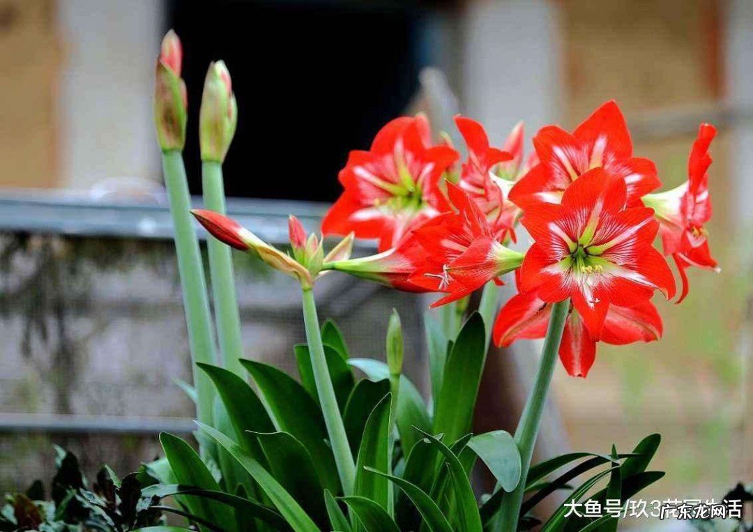 朱顶红的养殖方法和注意事项