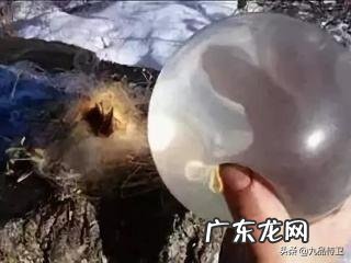 土著女人远离战场,瓜岛美军要避孕套做什么?