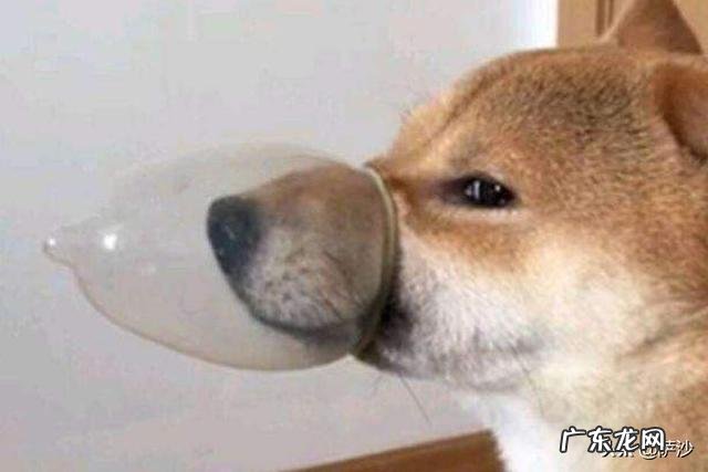 土著女人远离战场,瓜岛美军要避孕套做什么?