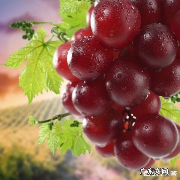 贫血怎么食补,吃什么呢?