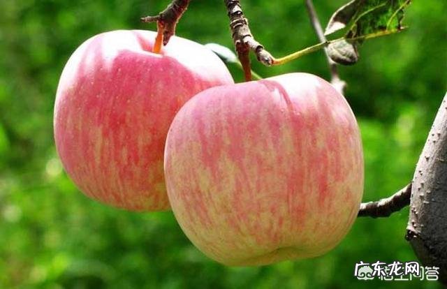 贫血怎么食补，吃什么呢？