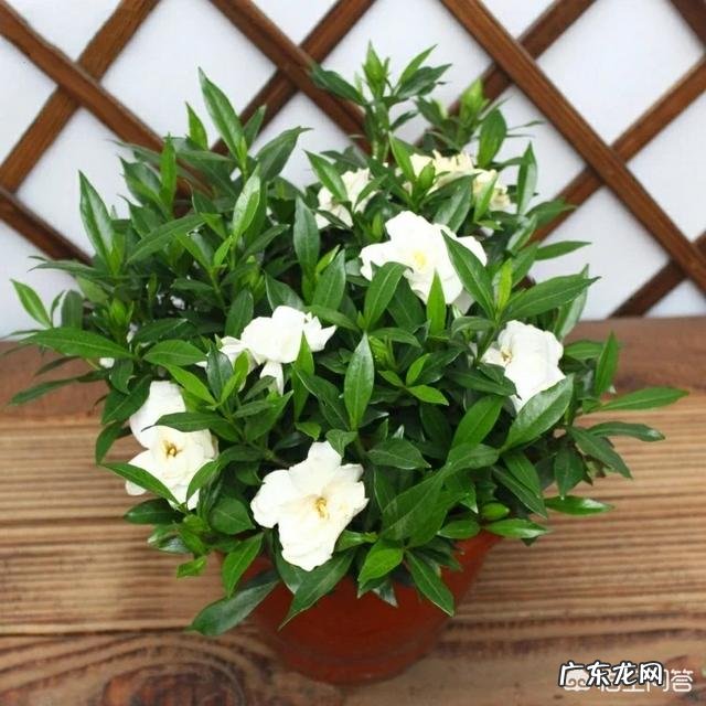 栀子花怎样养?出花蕾后怎样养?