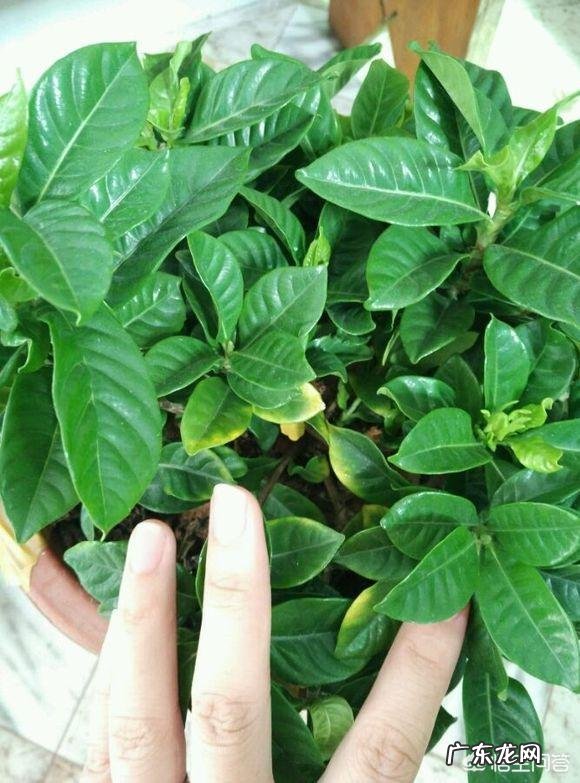 栀子花怎样养?出花蕾后怎样养?