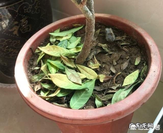 栀子花怎样养?出花蕾后怎样养?