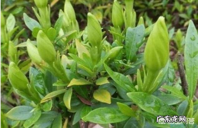 栀子花怎样养？出花蕾后怎样养？