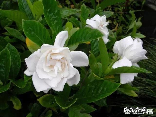 栀子花怎样养?出花蕾后怎样养?