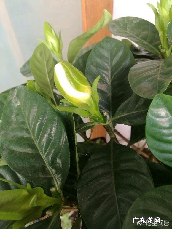 栀子花怎样养？出花蕾后怎样养？