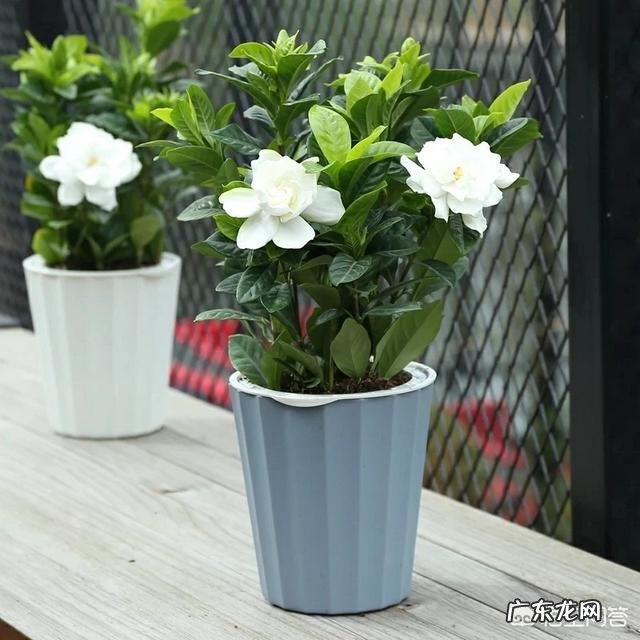 栀子花怎样养?出花蕾后怎样养?