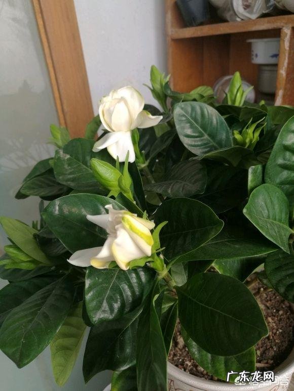 栀子花怎样养？出花蕾后怎样养？