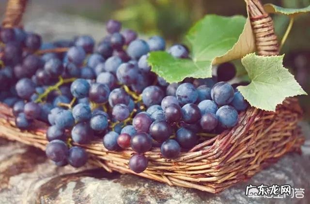 在孕期,不能吃哪些水果?