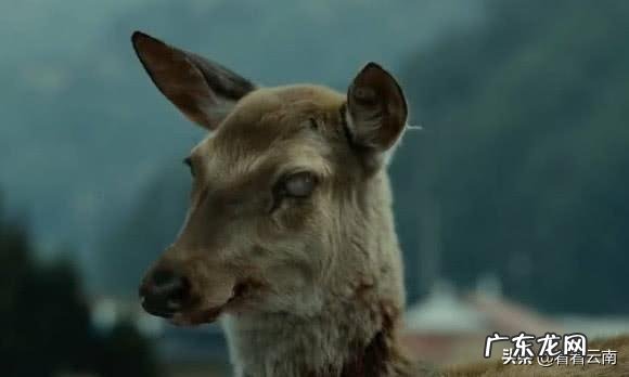 可不可以推荐几部有深度,很感人的电影?