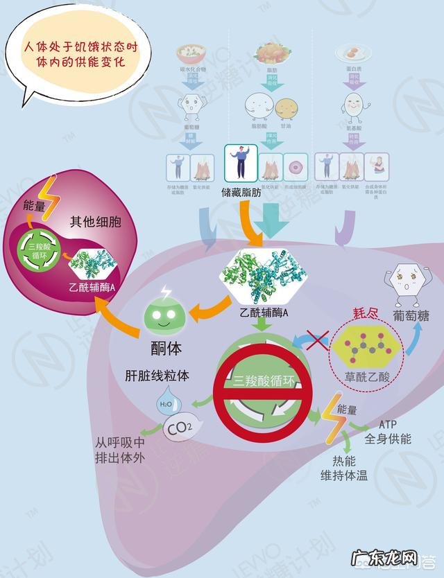 低碳水高蛋白饮食减肥法到底好不好?