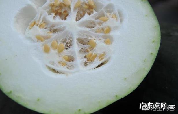 冬瓜有哪些营养价值?