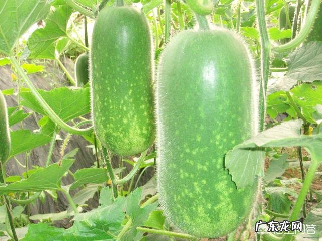 冬瓜有哪些营养价值?