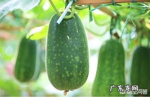 冬瓜有哪些营养价值?