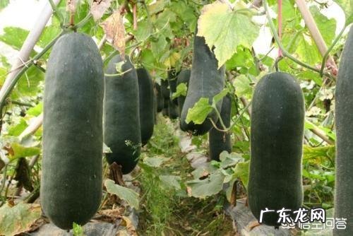 冬瓜有哪些营养价值?