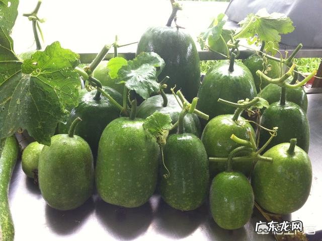 冬瓜有哪些营养价值?