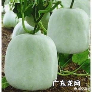 冬瓜有哪些营养价值?