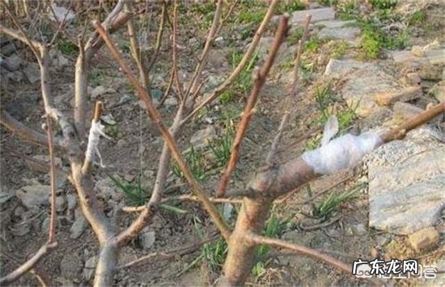 苹果苗木嫁接哪种砧木最好?