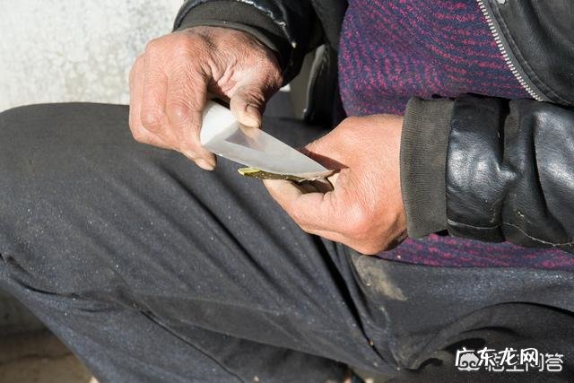 苹果苗木嫁接哪种砧木最好?