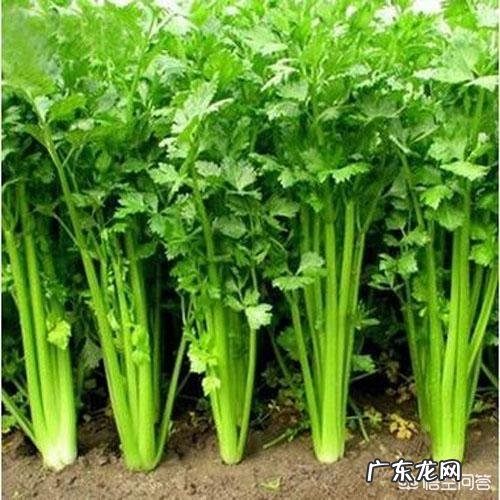 含维生素C高的蔬菜有哪几种?