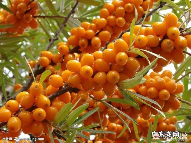 含维生素C高的蔬菜有哪几种?