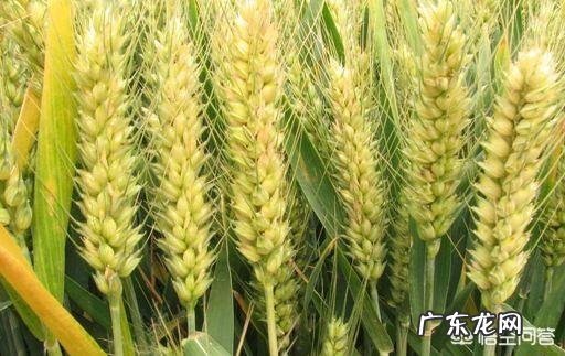 农业种植为什么要用微量元素?微量元素有什么作用?